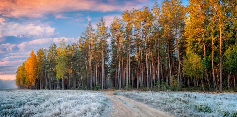 осень, утро, лес, поле, небо, иней, дорога, Иней на траве фото превью