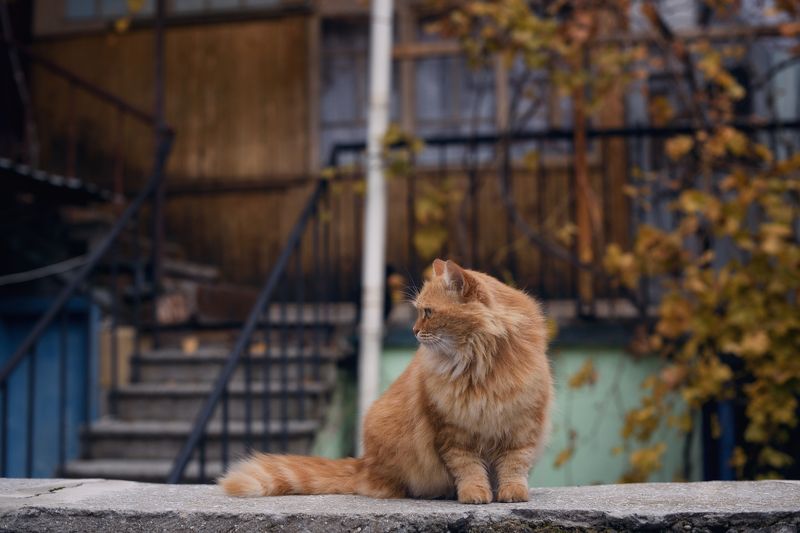 двор, осень, кот Осень. Котэ. фото превью