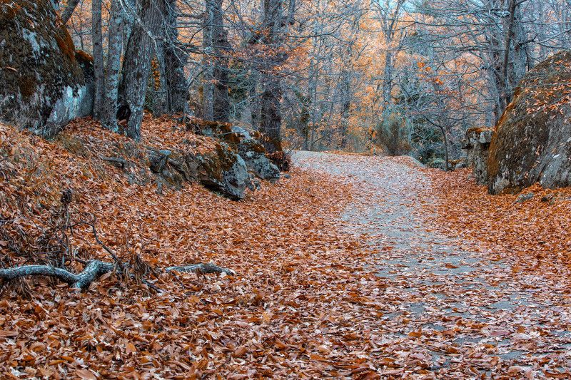 В осеннем лесу фото превью