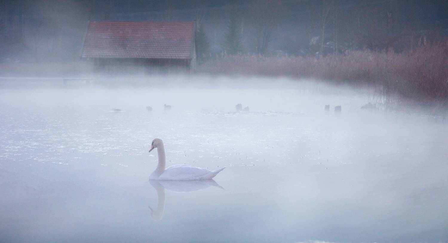 misty frames, fog, lake, birds, landscape,,  Gregor