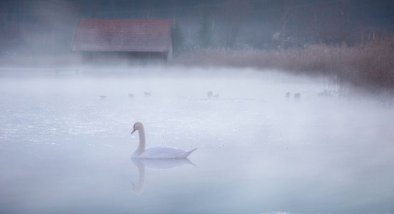 misty frames, fog, lake, birds, landscape, Misty frames фото превью