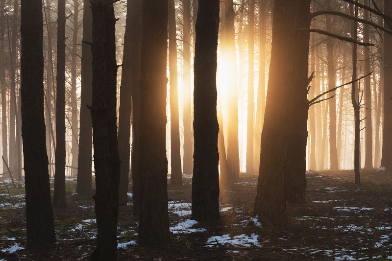 Когда в лесу солнце фото превью
