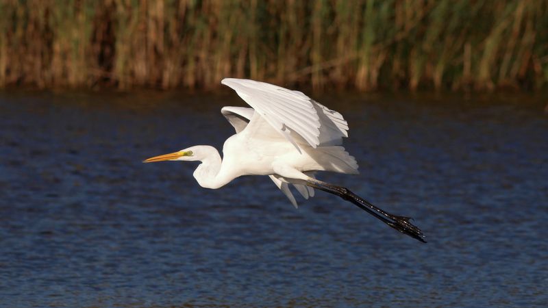 большая белая цапля, цапля, ardea alba, heron, great egret Большая белая цапля фото превью