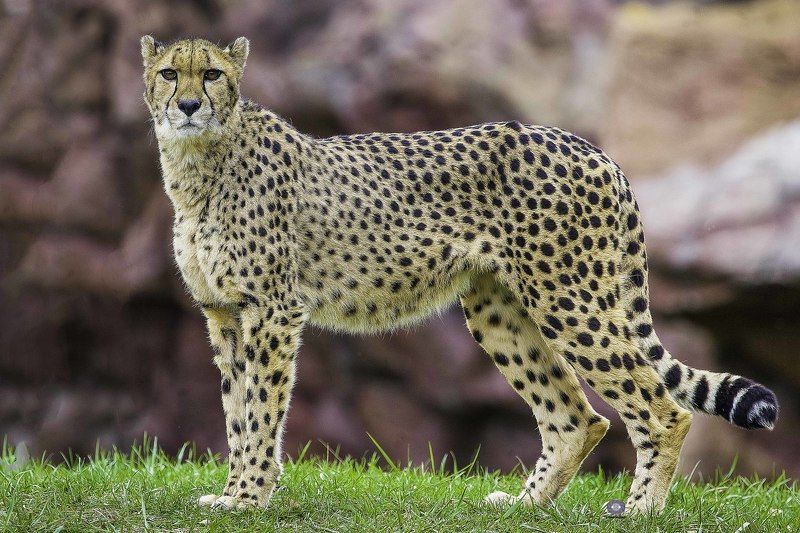 Cheetah фото превью
