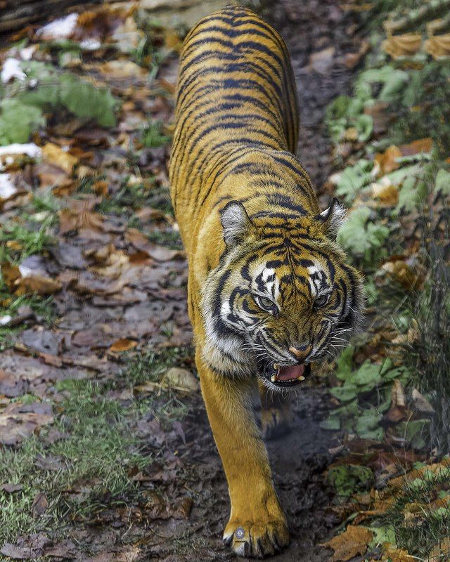 Sumatran tiger. фото превью