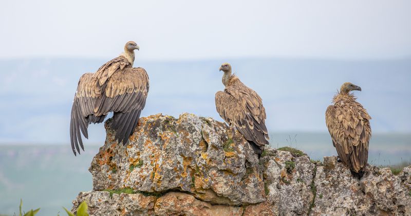 Пункт релакса Сипов.  фото превью
