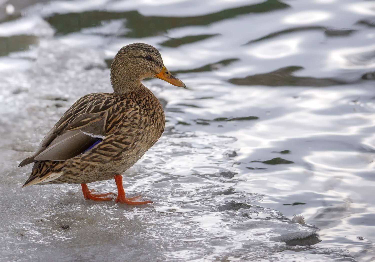 утка, Сергей Аникин