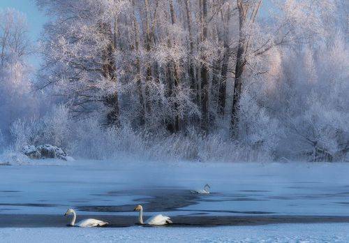 На Лебедином озере
