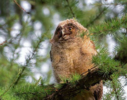 совята ушастой.. (2 ФОТО)