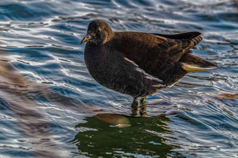 птицы, кисловодск, камышница Камышница фото превью