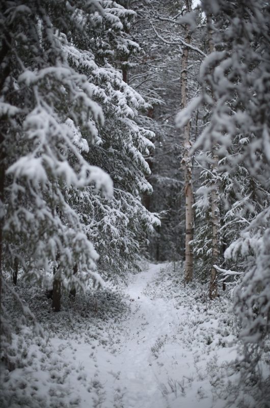снег, зима, лес, сосны, березы, сугробы, север, снежный плен, день «В сказочном лесу» фото превью