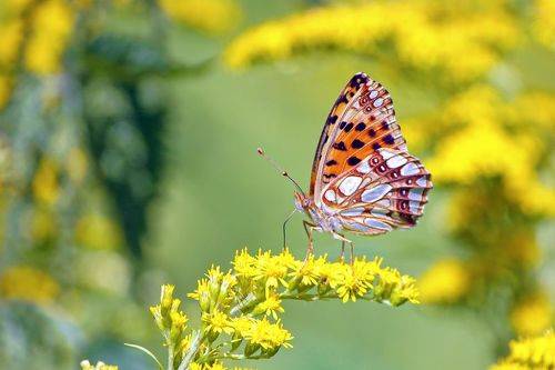 А лето - это маленькая жизнь