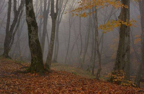 Осеннее утро