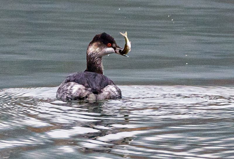 черношейная поганка, птицы, кисловодск Рыбачок фото превью