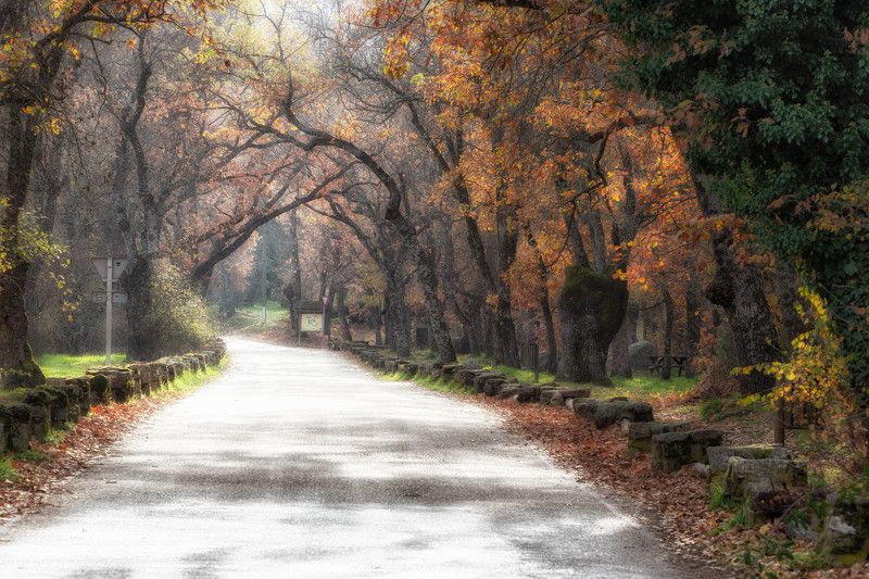 Осенний лес фото превью