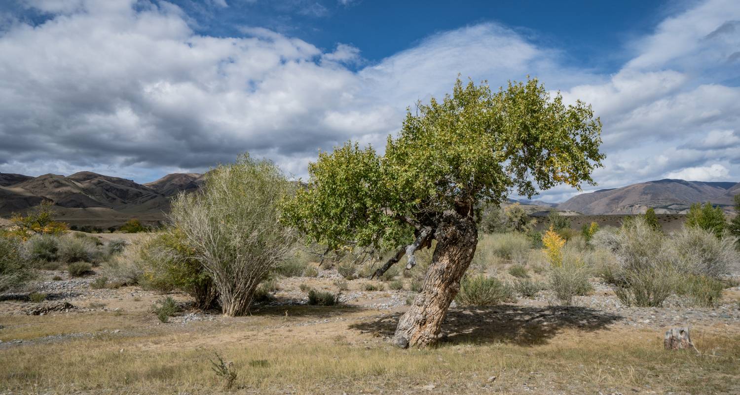 Россия, Горный Алтай, Кош-Агачский район, Юрий Гаврилов