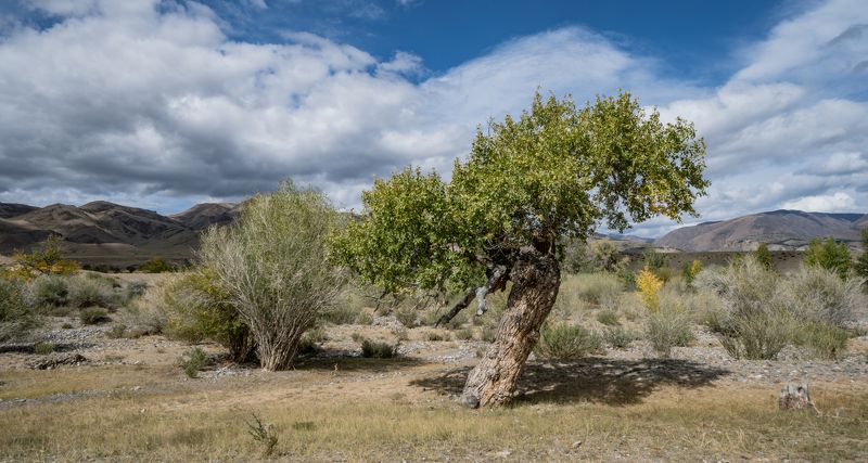Россия, Горный Алтай, Кош-Агачский район Начало осени в Алтайском крае фото превью