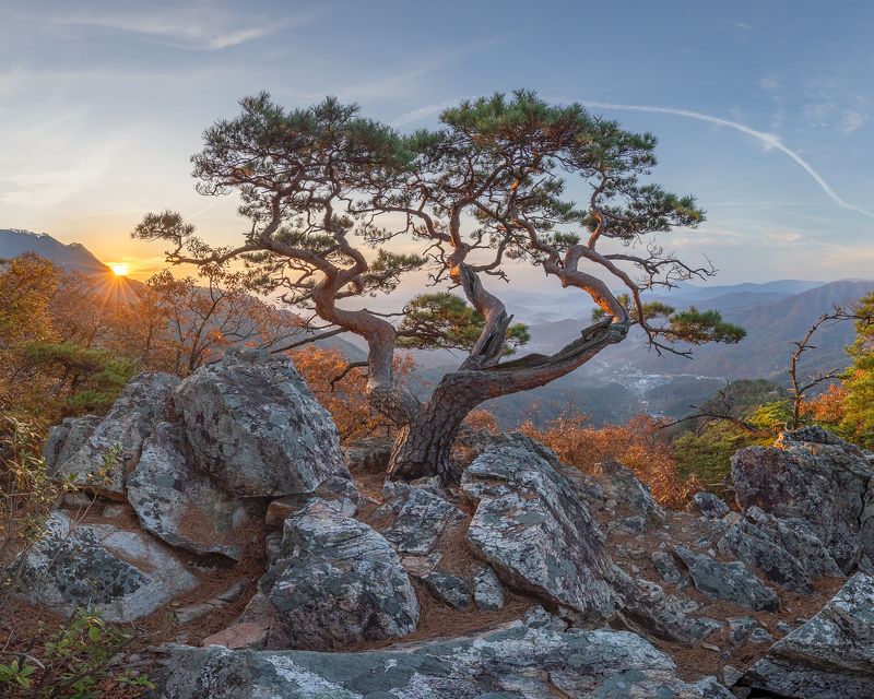 Crown фото превью