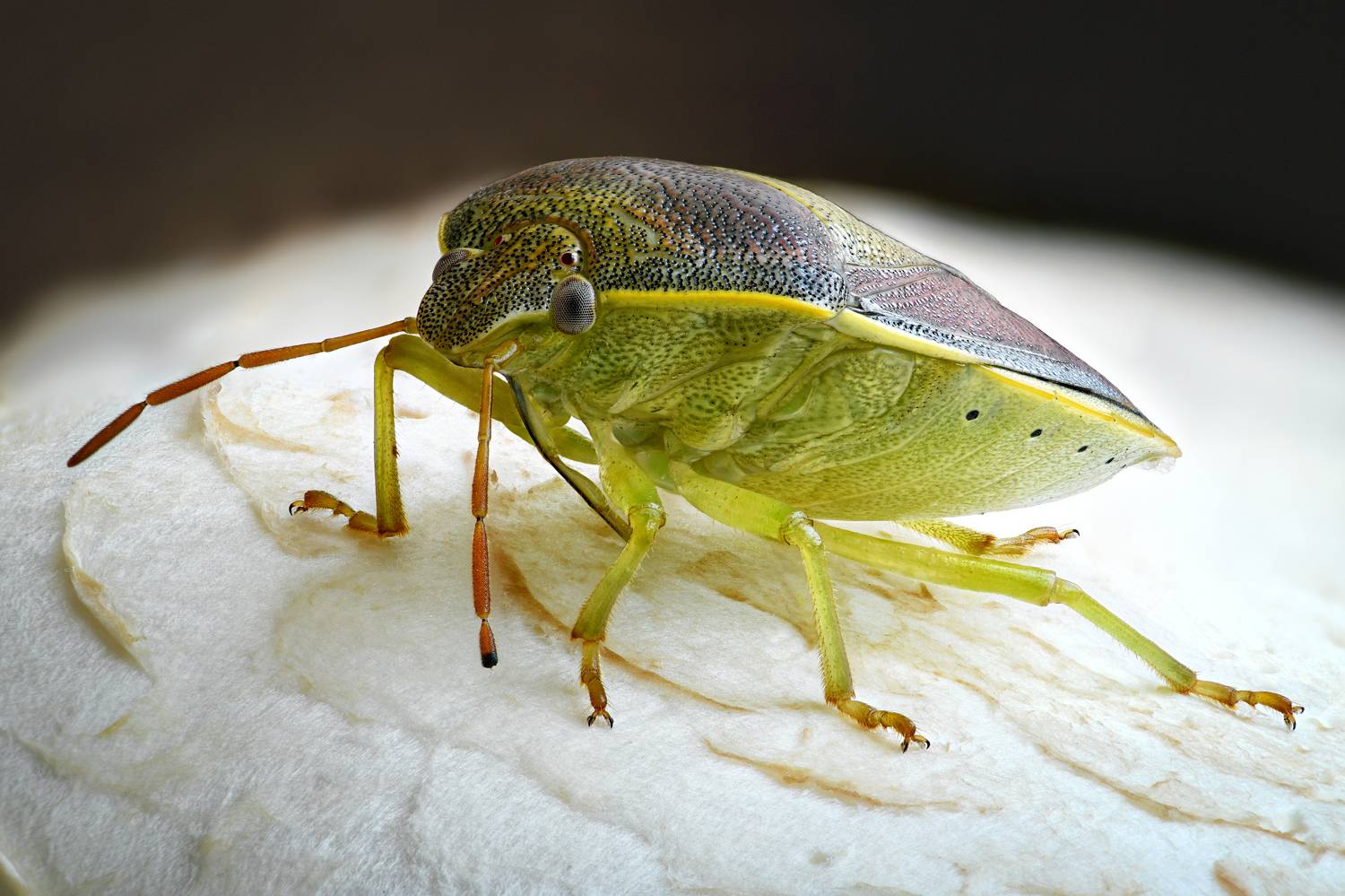 , Антон Финевич