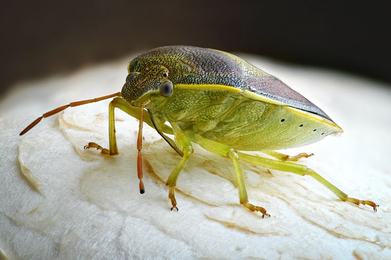 Piezodorus lituratus фото превью