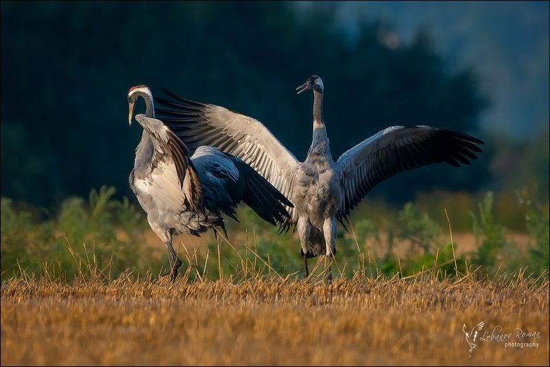 Ухаживание фото превью