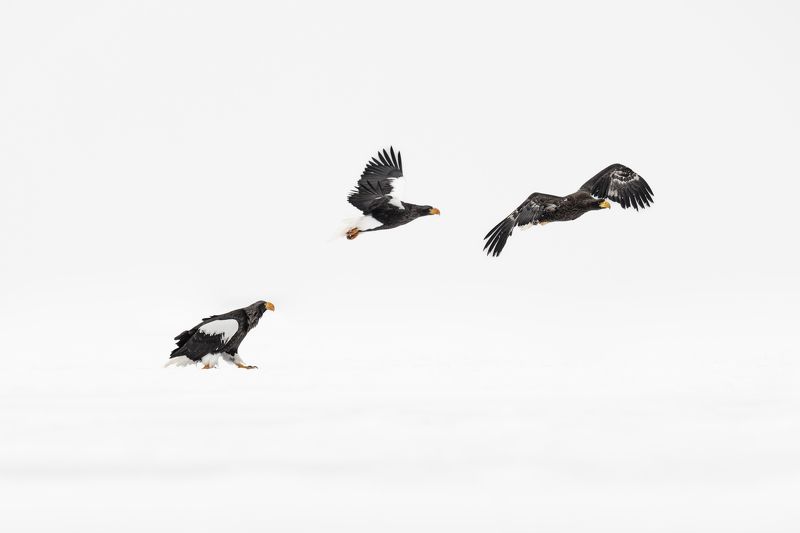 eagle, winter, air Fly away фото превью