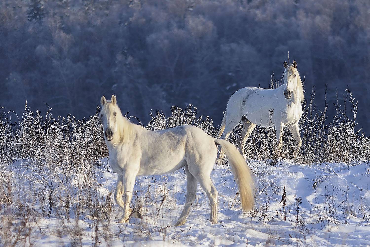 лошади, рысаки, белогривые, природа, зима, красота, horses,beautiful, winter, nature, Стукалова Юлия