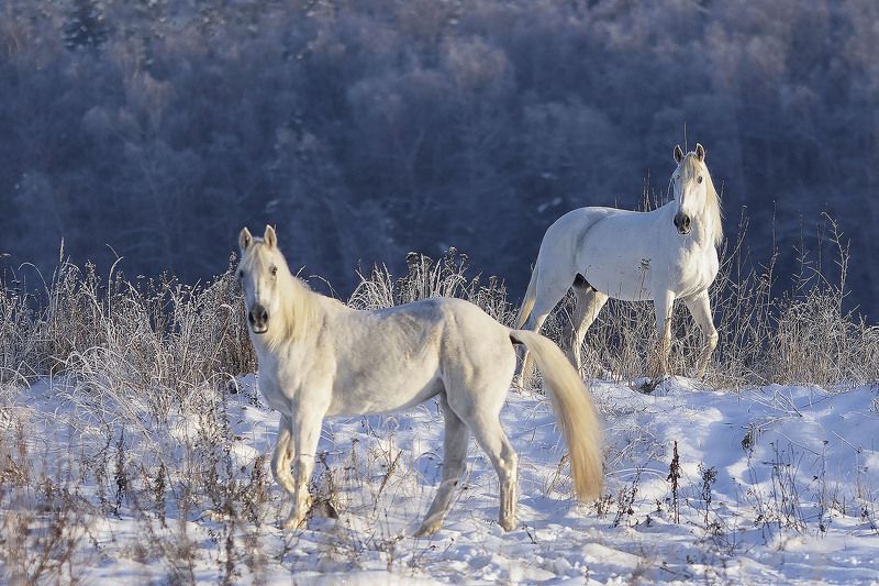 Белоснежные рысаки фото превью