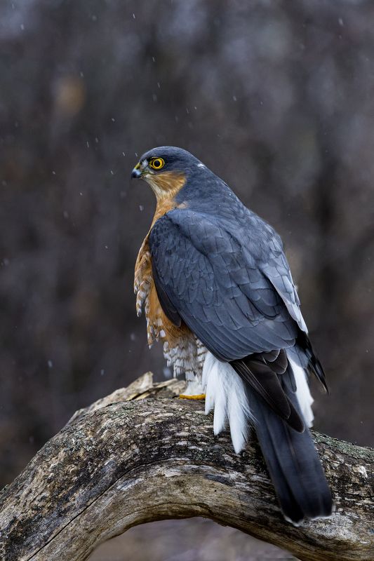 природа *** фото превью