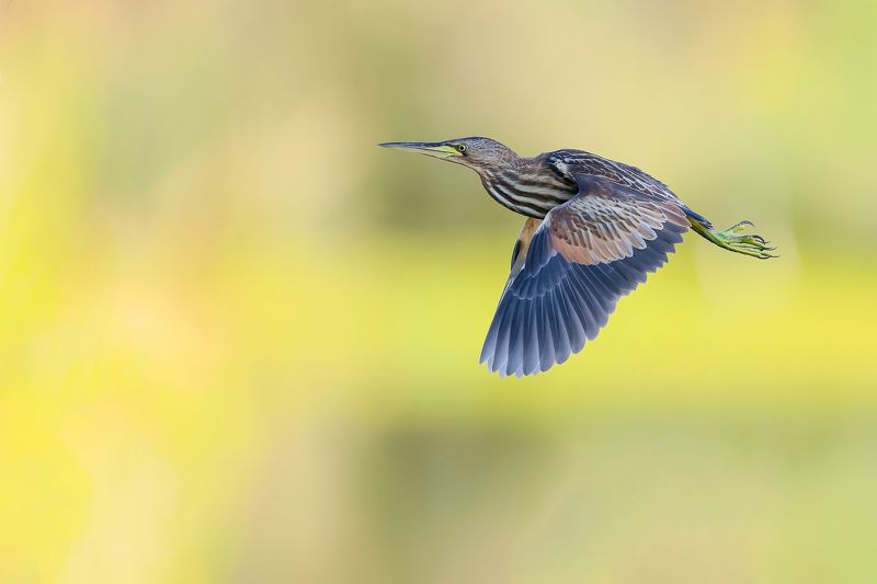 Little bittern фото превью
