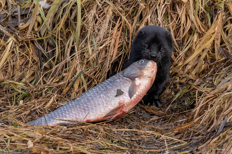 Норка фото превью