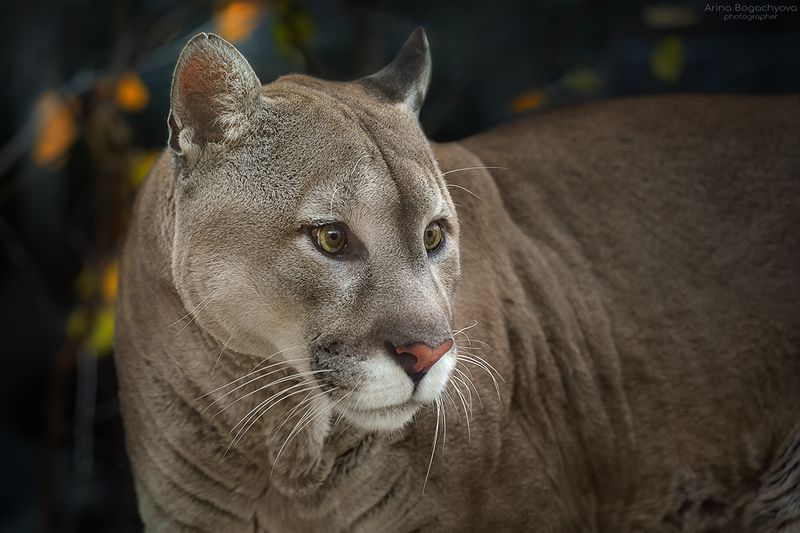 Портрет Пумы фото превью