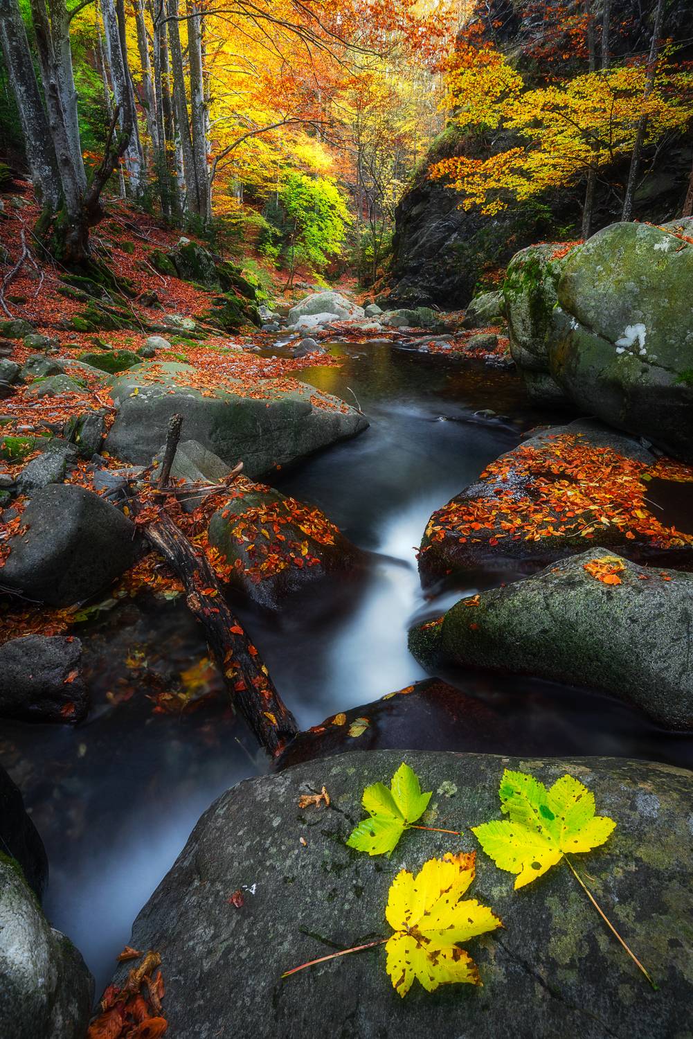 , Mariyana Atanasova - Lucero