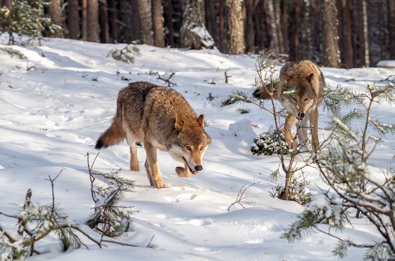 волк, беларусь, зима, красный бор В бору фото превью