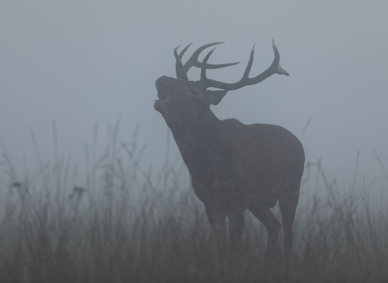 Солист фото превью