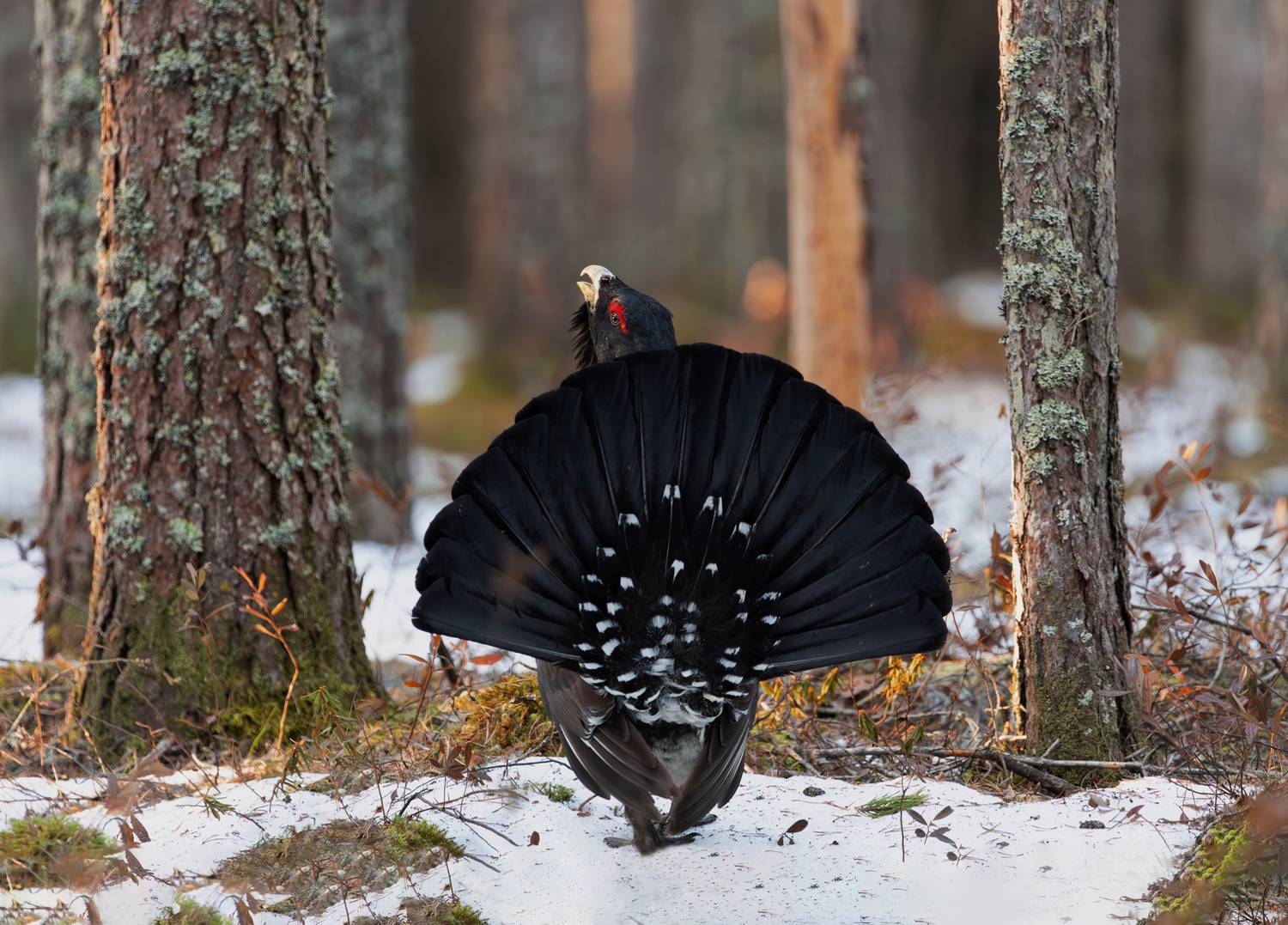 , Андреев Андрей