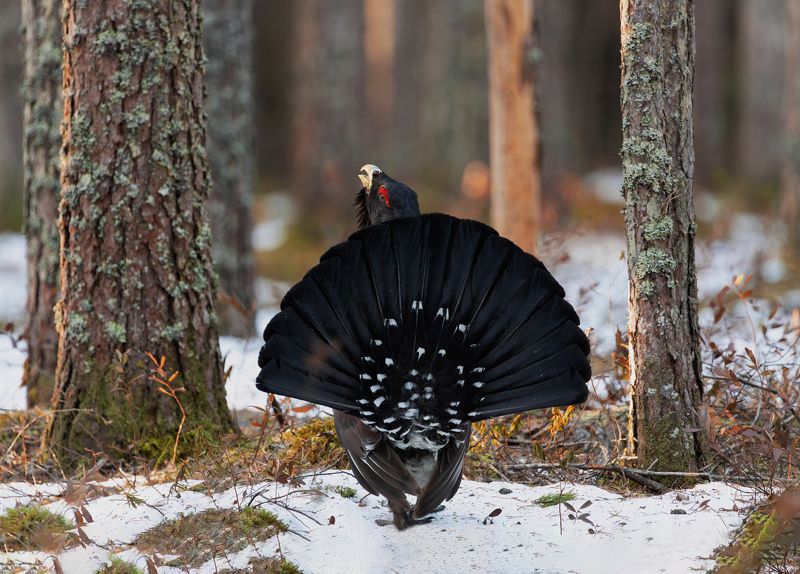 Токовик. фото превью