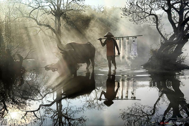 quanphoto, landscape, morning, sunlight, rays, reflection, fishing, fisherman, forest, rural, baffalo, lagoon, vietnam SunRays Morning фото превью