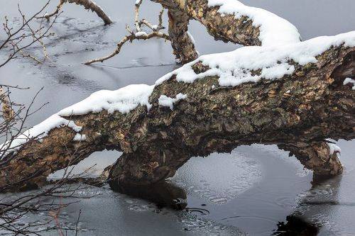 Деревянная жизнь