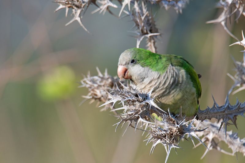 ***Из жизни вольных попугаев фото превью