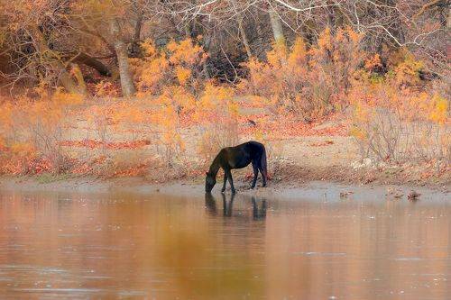 На водопое..