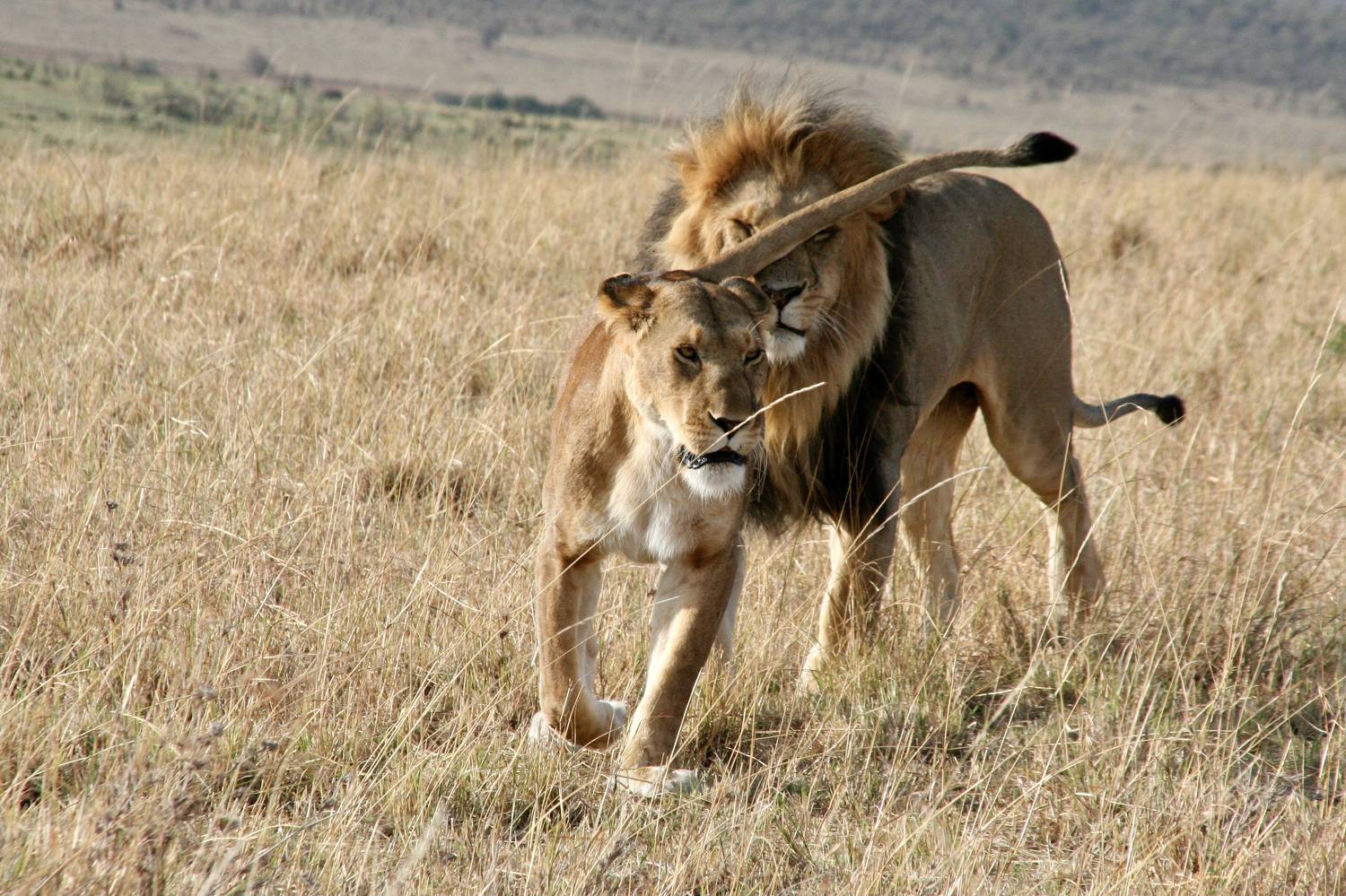 Animals, Wildlife, Kenya, Africa, Lion, Львы, Животные, Дикий животные, Масай Мара, Африка, Кения,, Svetlana Povarova Ree