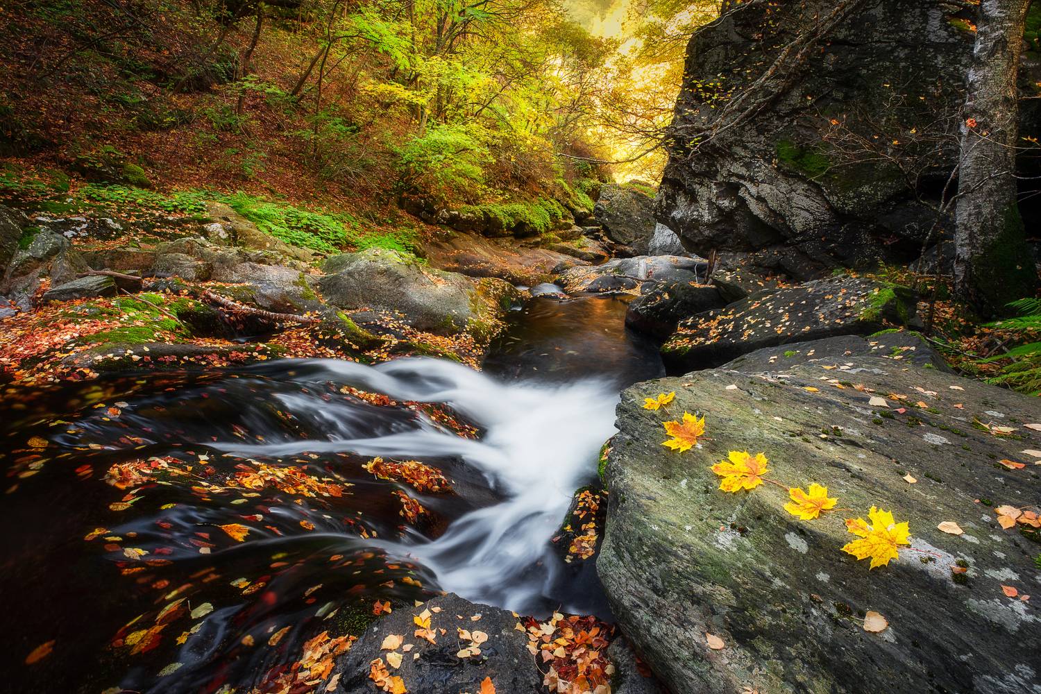 , Mariyana Atanasova - Lucero