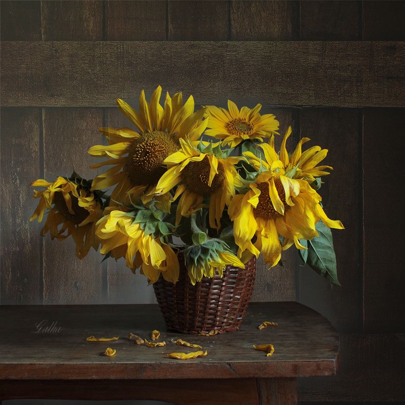 Подсолнушки фото превью