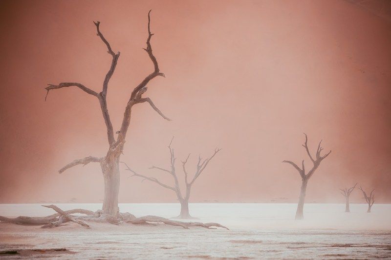 ТЫСЯЧЕЛЕТНИЙ СОН фото превью