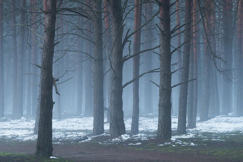 Зимним утром в лесу фото превью