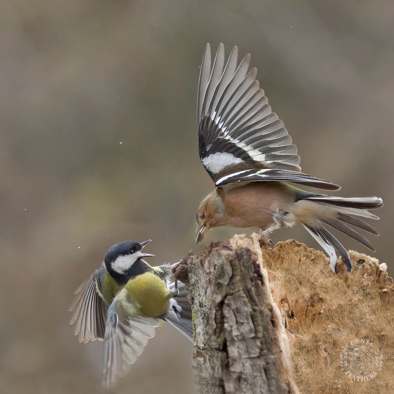 Спор - Lens and Feathers фото превью
