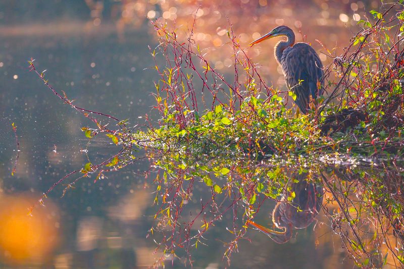 Dawn фото превью