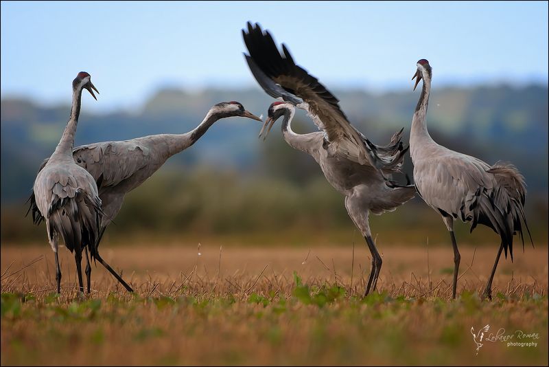 Разборки фото превью