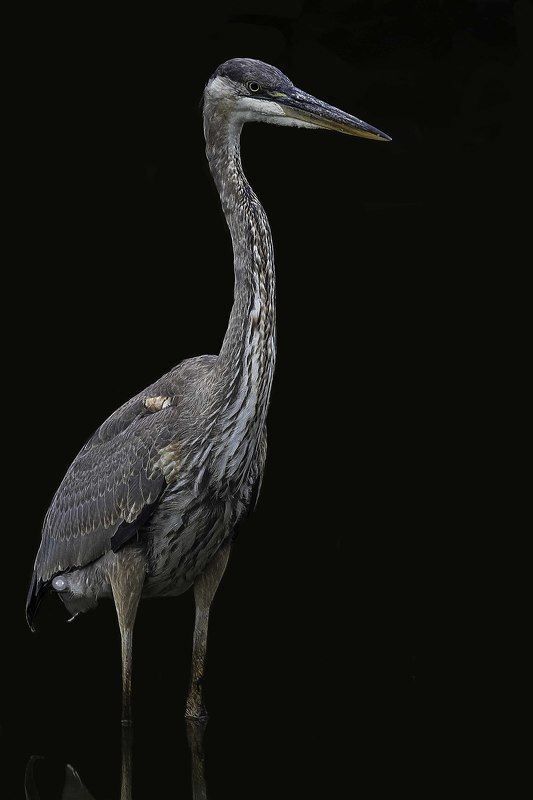 Great blue heron фото превью